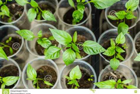 How to grow up healthy seedling of pepper