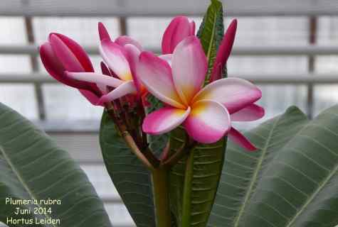 Rules and councils for care for plumeria in house conditions