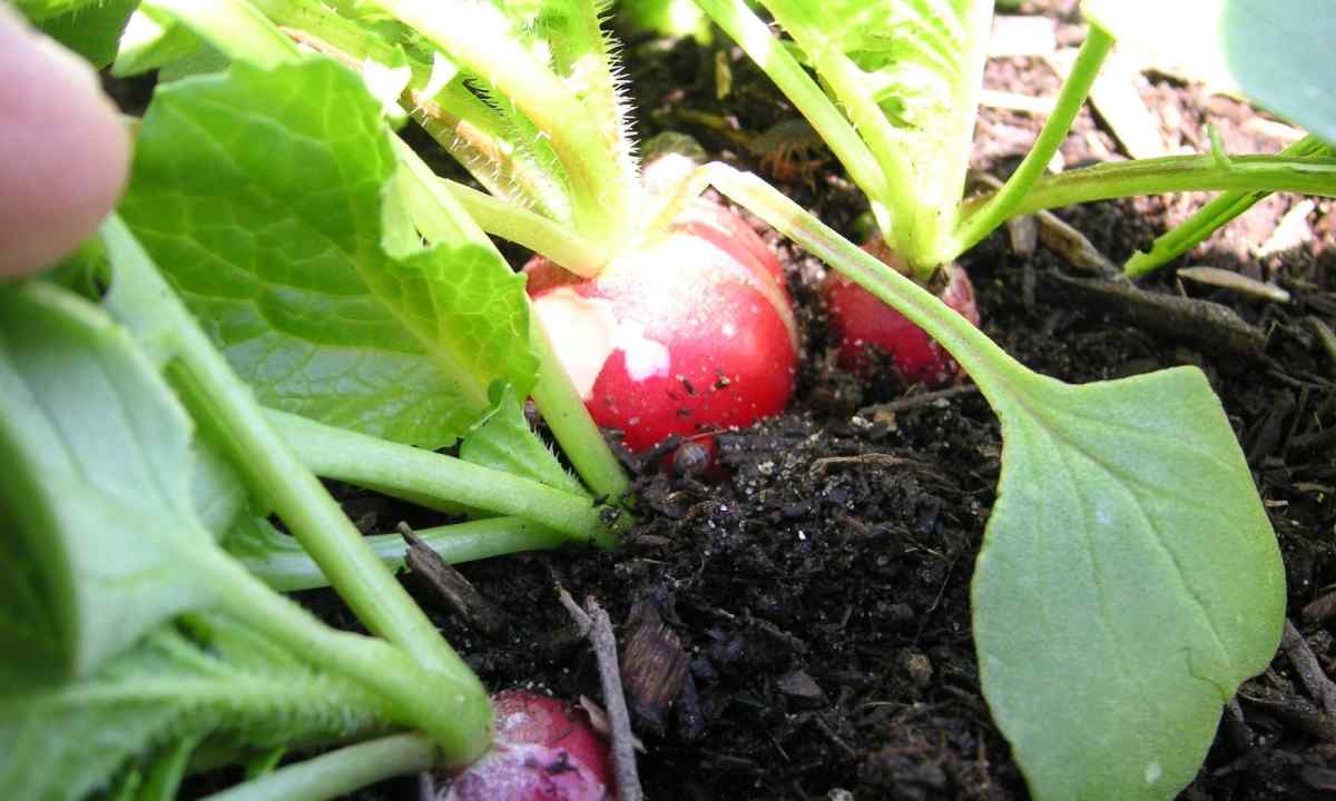 How to plant radish
