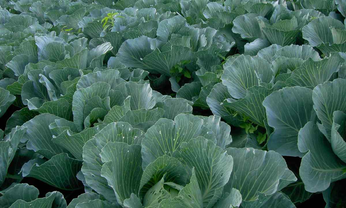 How to raise cabbage in the open ground