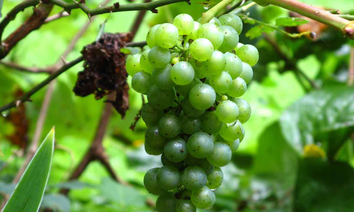 How to plant wild grapes