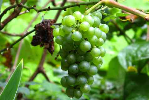How to plant wild grapes