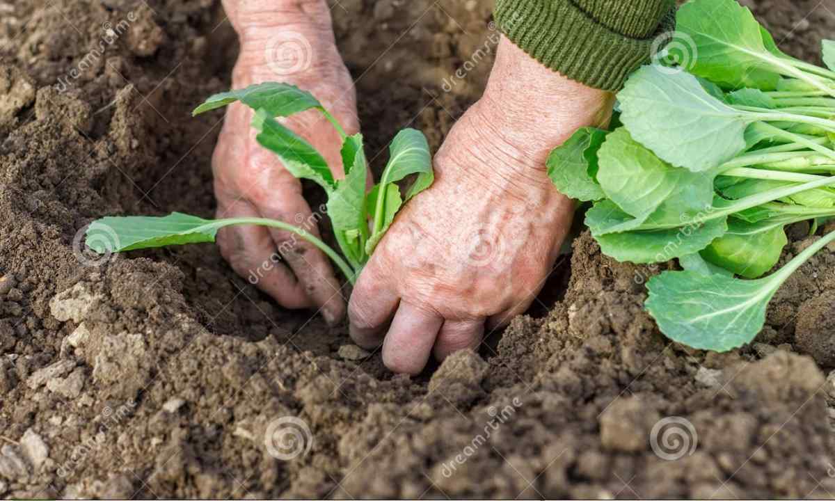 How to plant cabbage seedling
