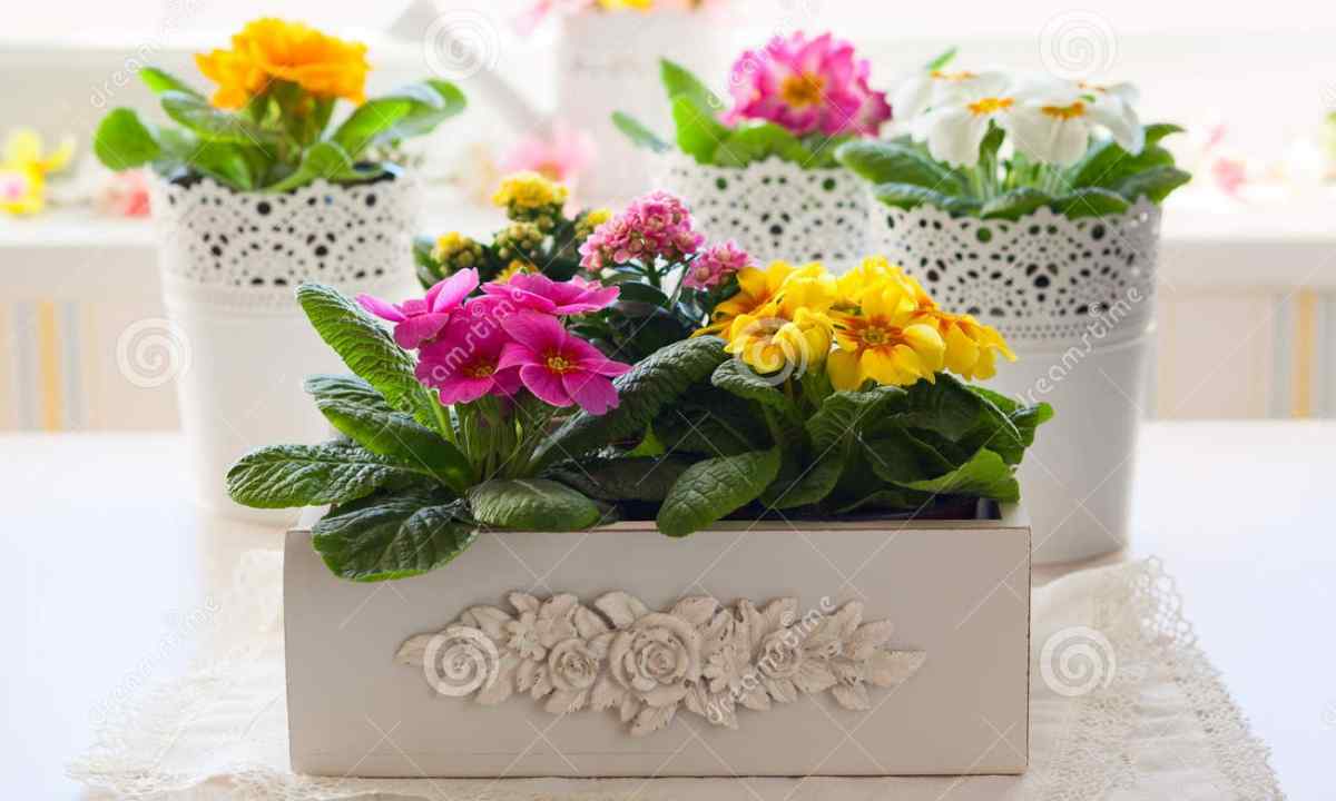How to pack flowers in pots