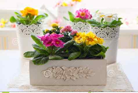 How to pack flowers in pots