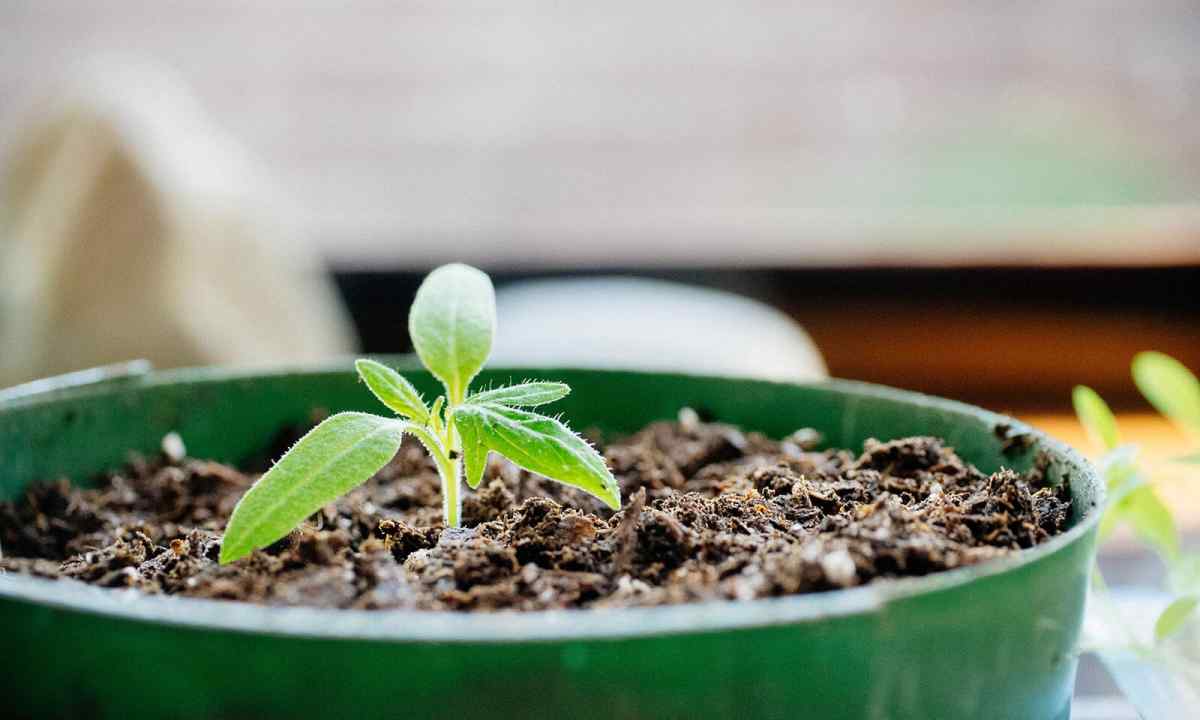 How to sow tomatoes in soil