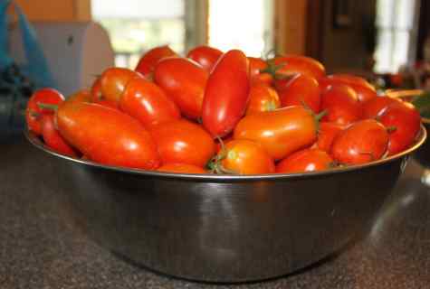 How to grow up home-made tomatoes