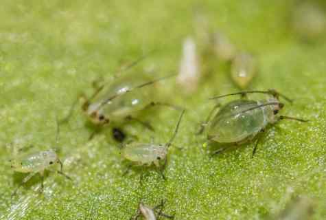 How to bring plant louse