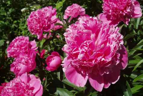 How to force peonies to blossom magnificently