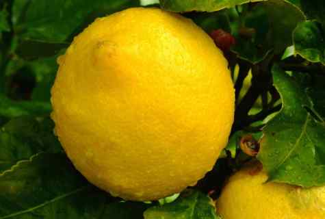 How to grow up the fructifying lemon