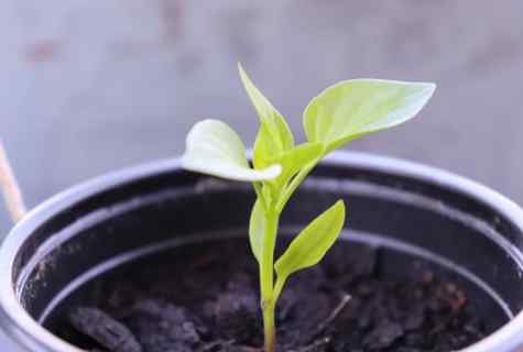 How to grow up good seedling of pepper