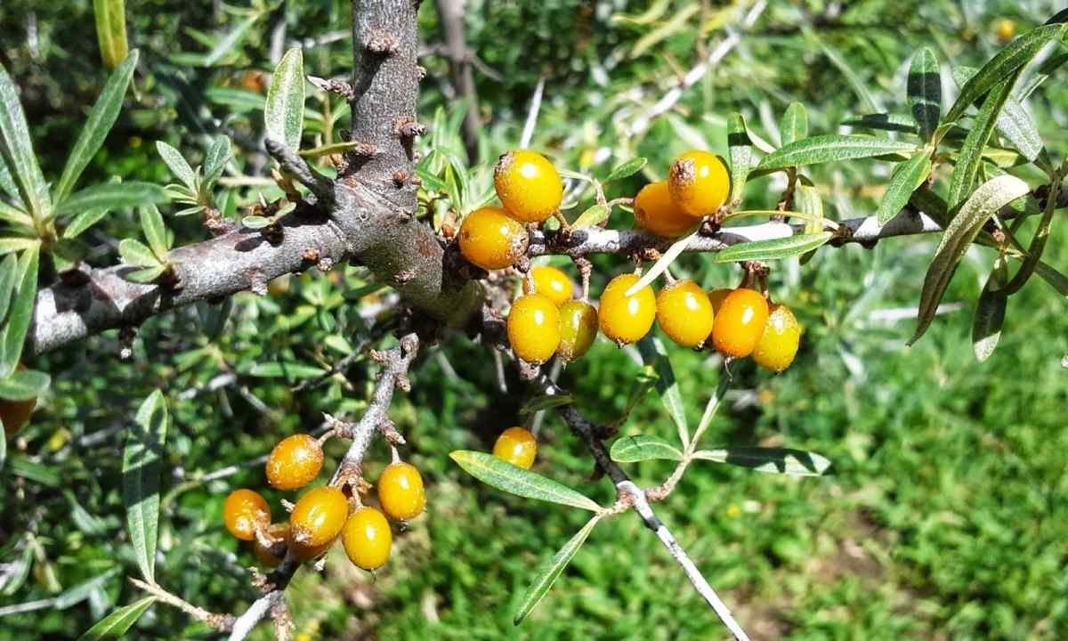 For what it is possible to use sea-buckthorn