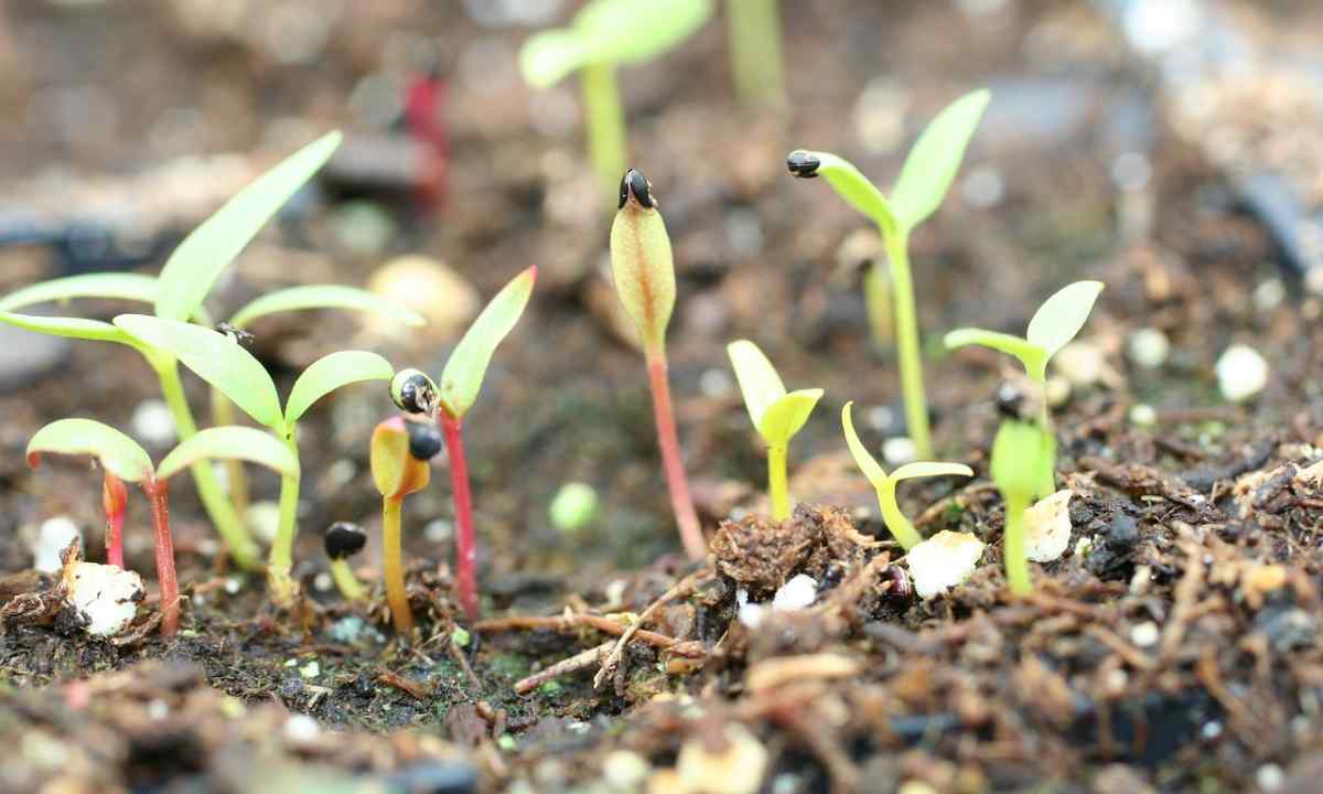 How to dive seedling of flowers