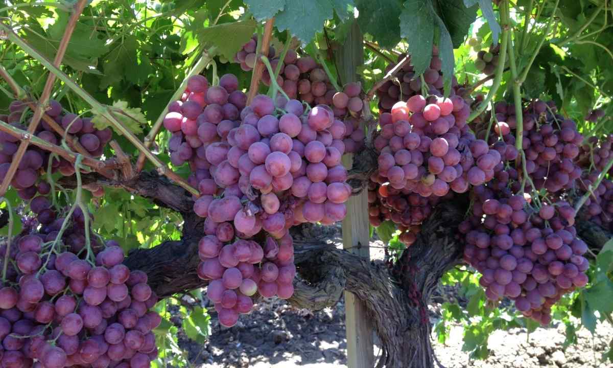 How to grow up maiden grapes