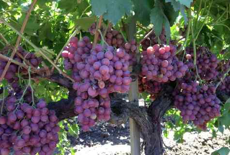 How to grow up maiden grapes