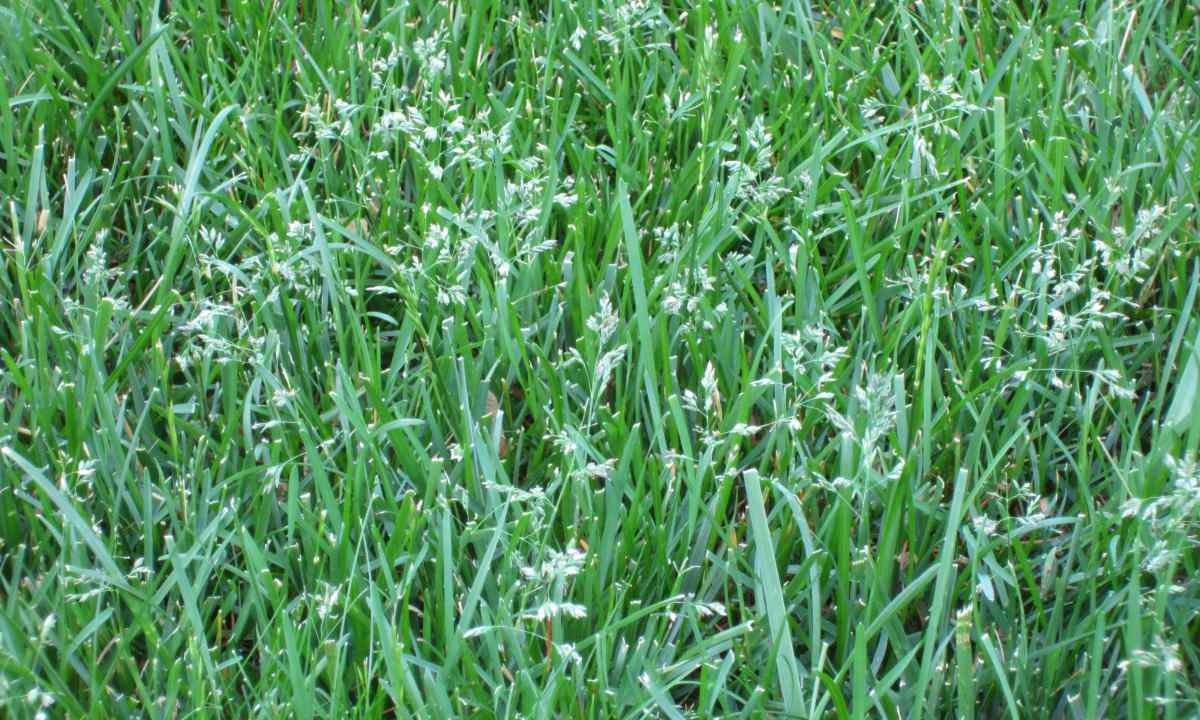 Red fescue: leaving and cultivation of lawn grass