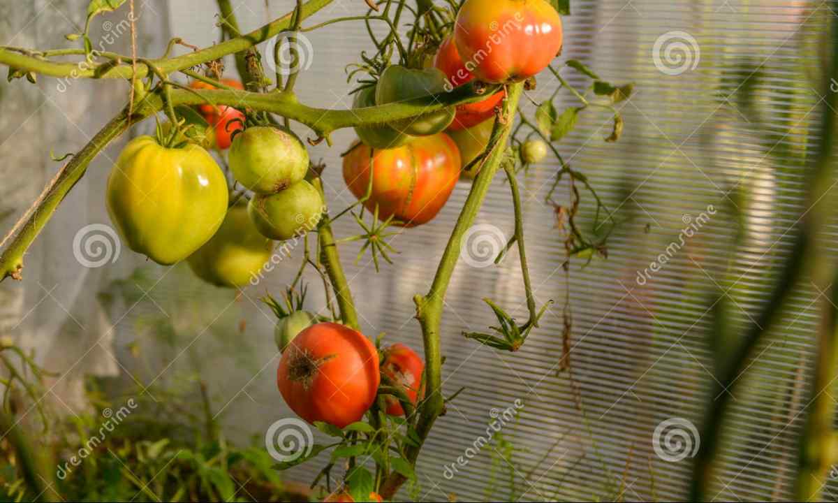 Disembarkation tomato to the greenhouse: rules and features
