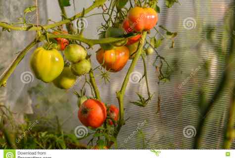 Disembarkation tomato to the greenhouse: rules and features