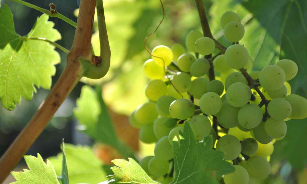 How to choose grapes sapling for midland of Russia