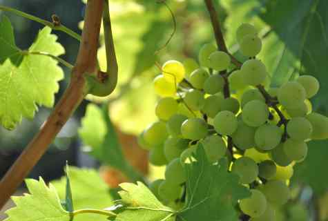 How to choose grapes sapling for midland of Russia