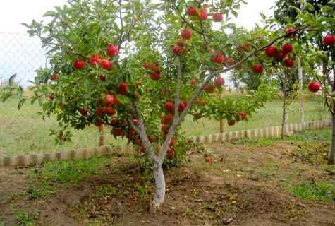 Apple-tree 