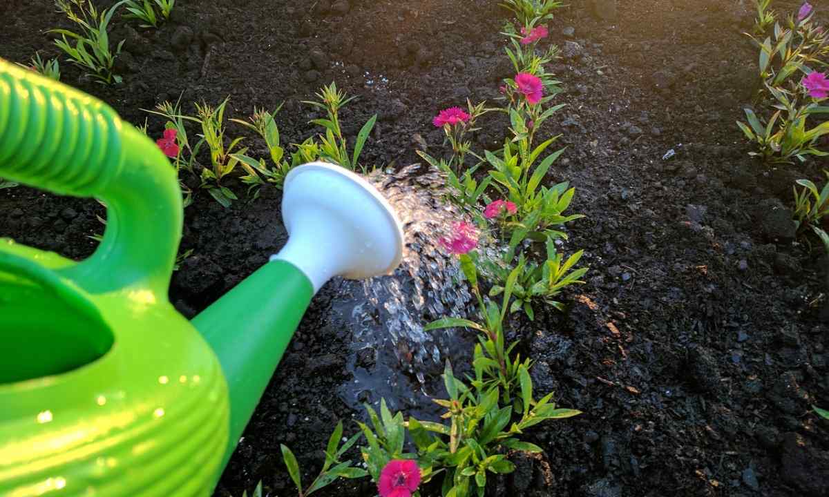 Whether it is possible to water garden plants with soapsuds