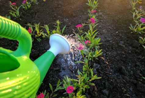 Whether it is possible to water garden plants with soapsuds