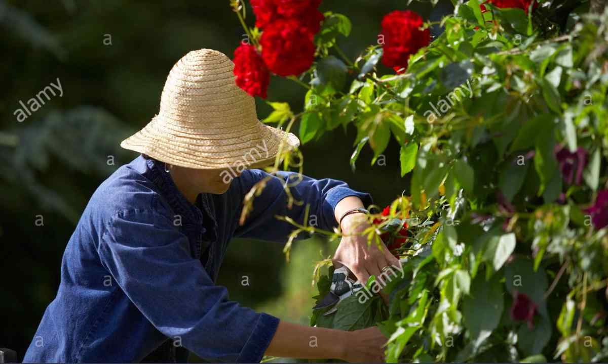 How to grow up roses in garden