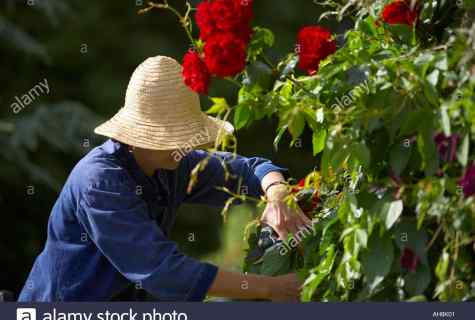 How to grow up roses in garden