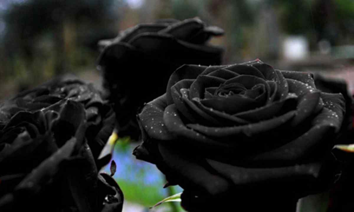 Whether there are black roses