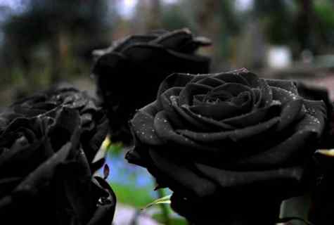Whether there are black roses