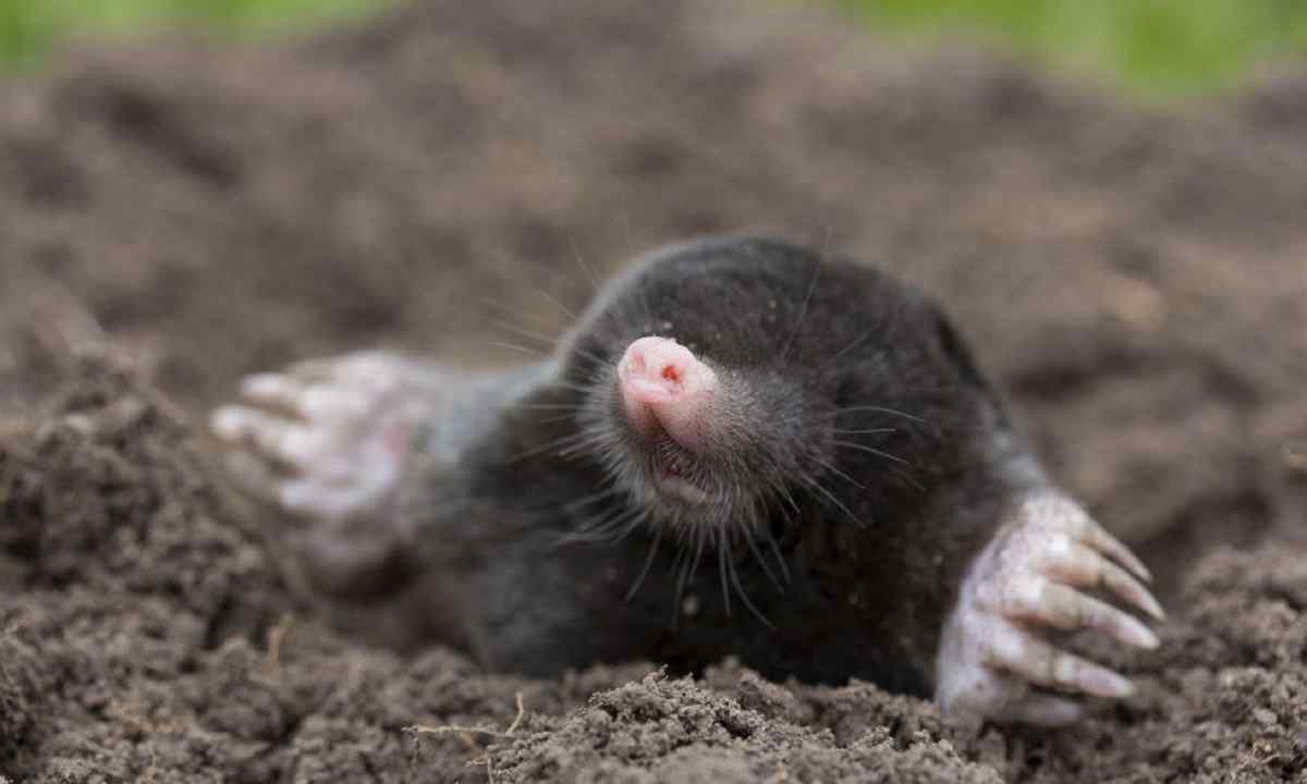 How to catch mole on personal plot