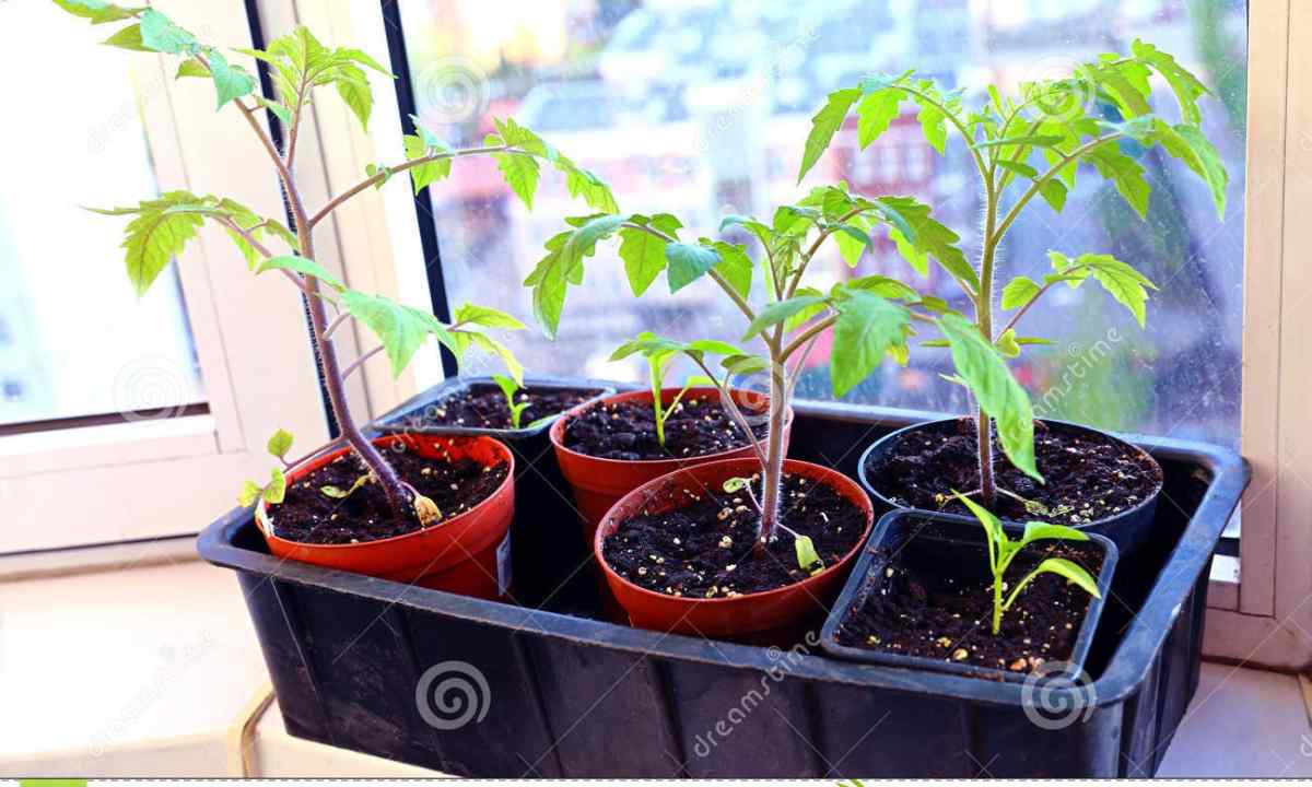 Why leaves at seedling tomato on windowsill turn yellow