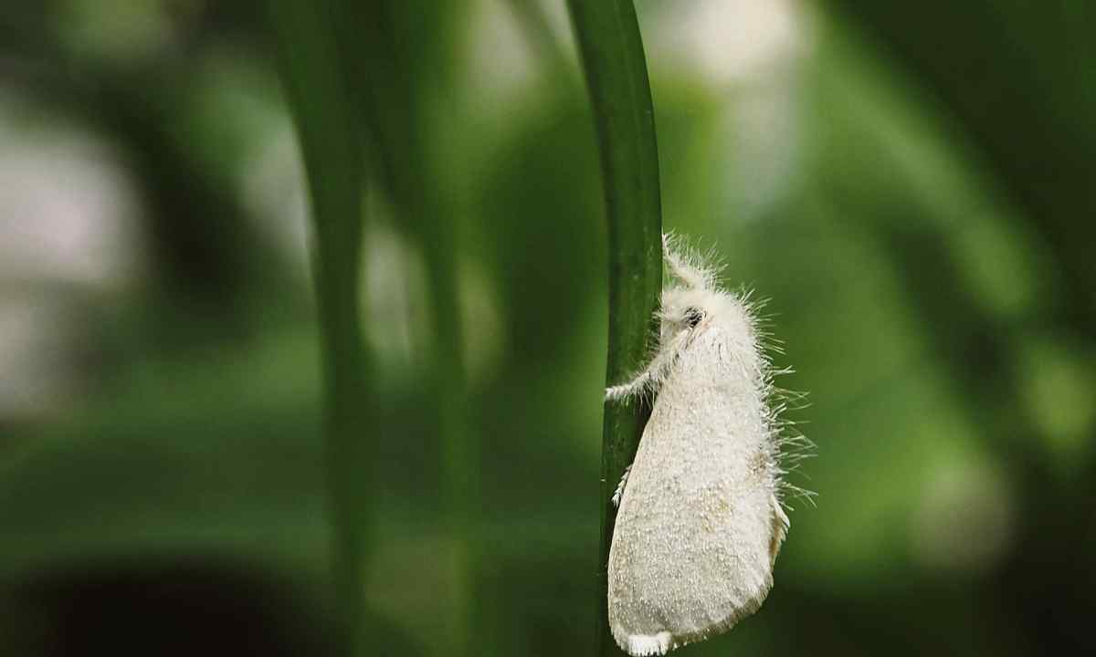How to struggle with the whitefly