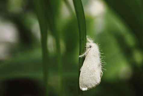 How to struggle with the whitefly