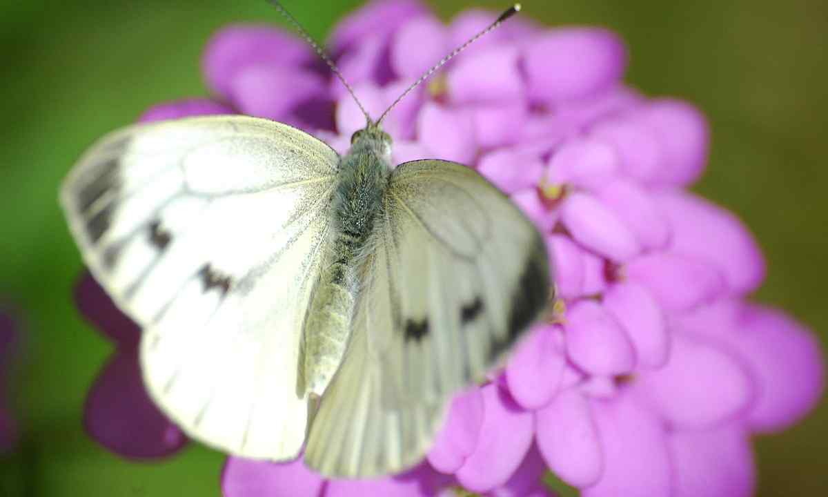 How to struggle with the cabbage white butterfly