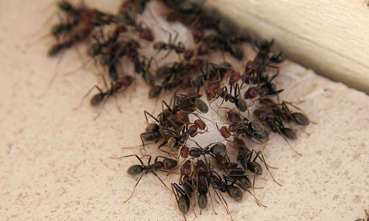 How to get rid of ants in kitchen garden folk remedies