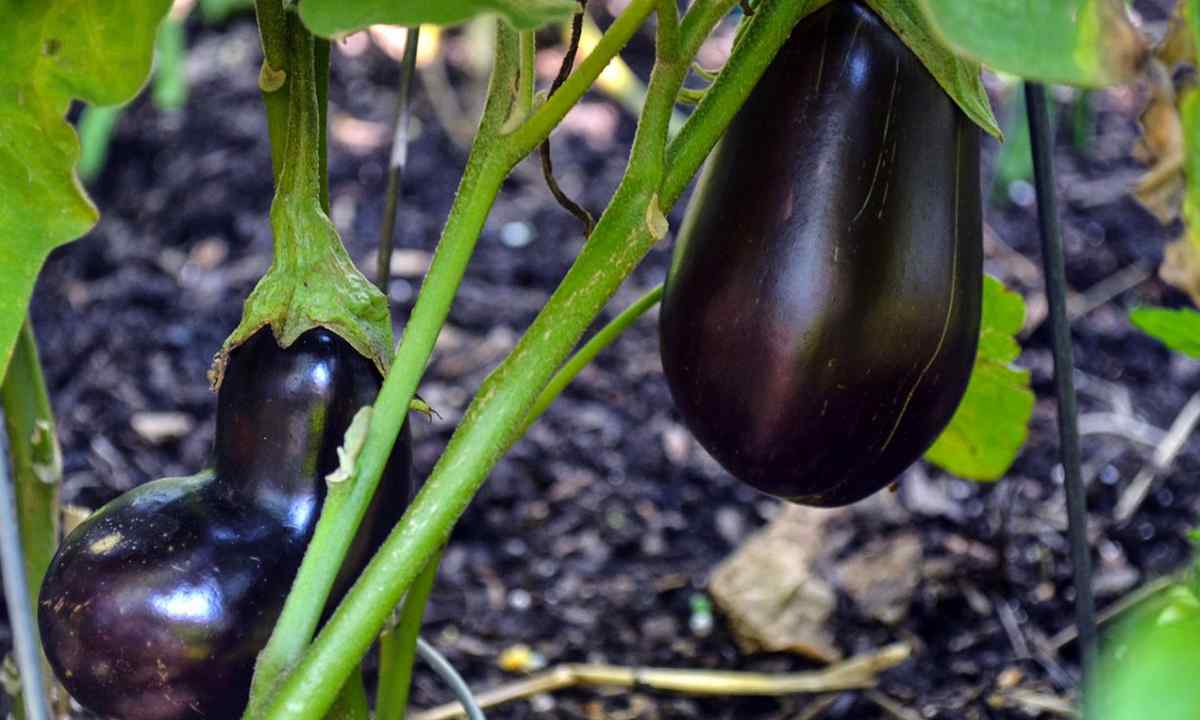How to grow up nearby pepper and eggplant