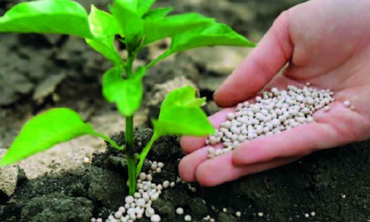 How to fertilize plants