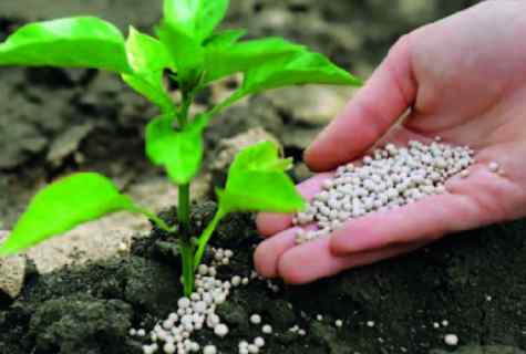 How to fertilize plants