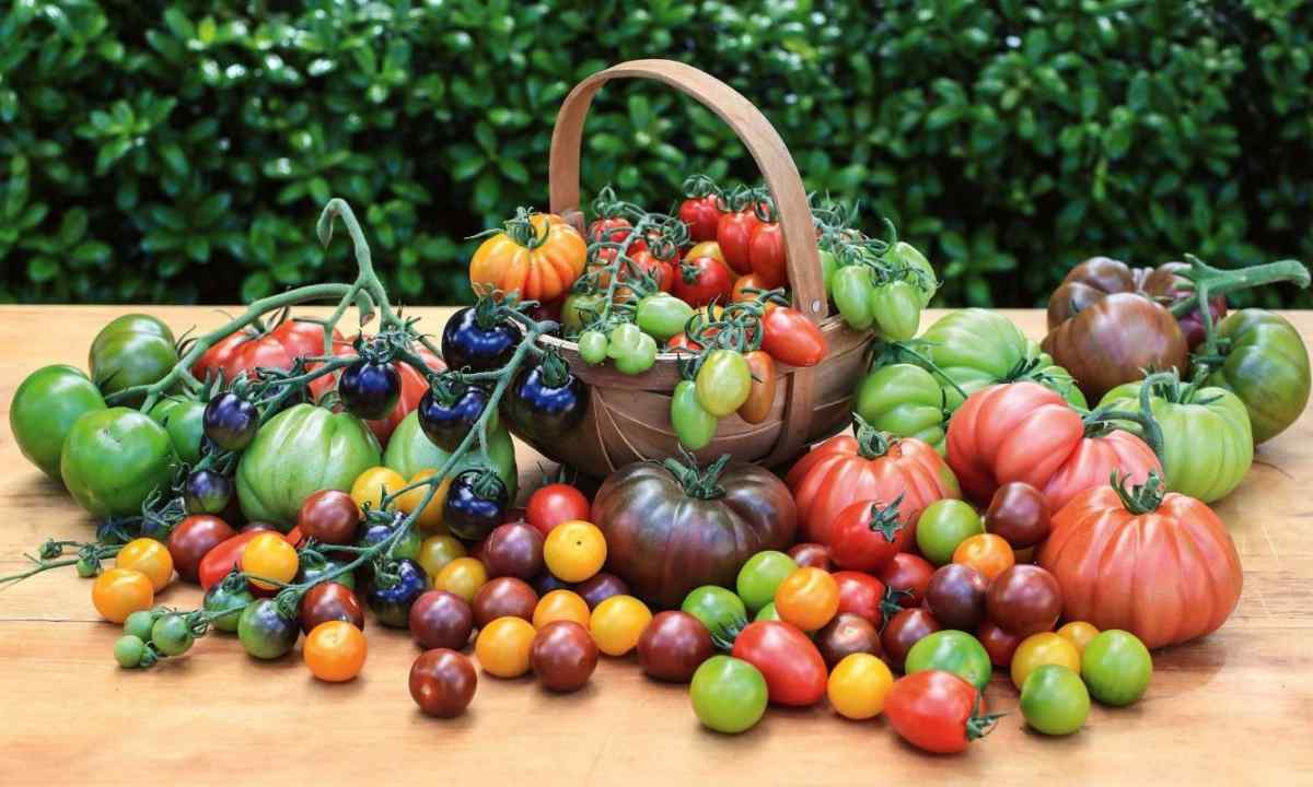 How to choose qualitative seeds of tomatoes