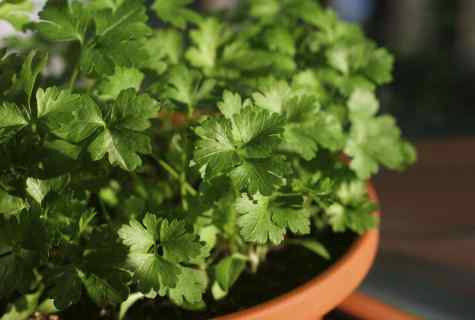 How to grow up parsley