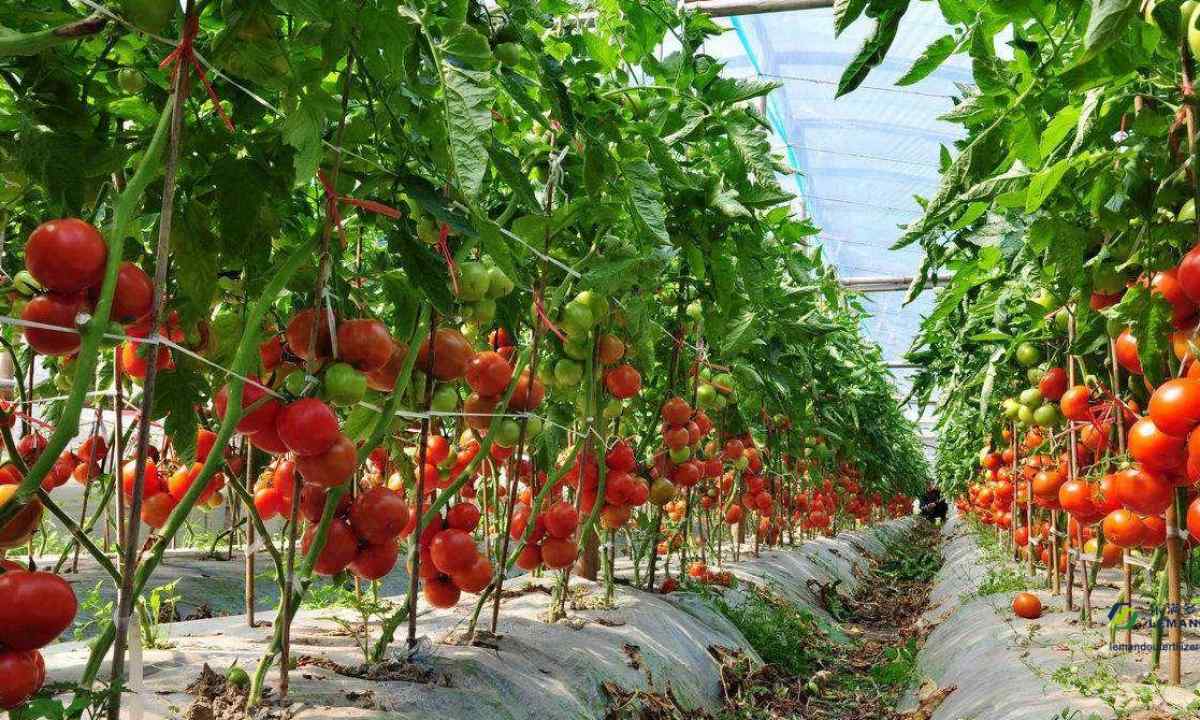 When to land tomatoes to the greenhouse