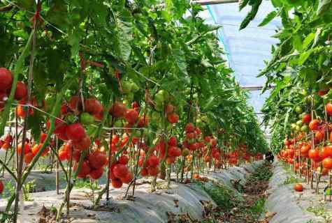 When to land tomatoes to the greenhouse