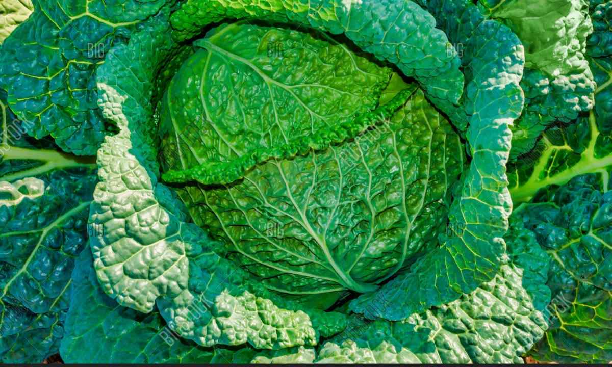 How to grow up Savoy cabbage on the site