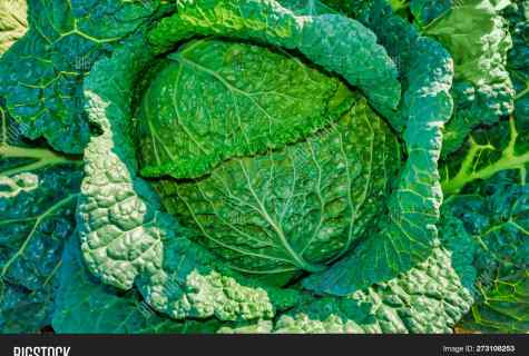 How to grow up Savoy cabbage on the site