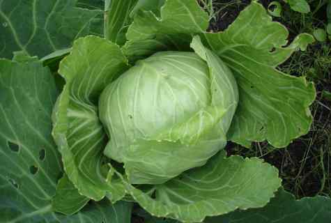 Processing of cabbage from wreckers folk remedies