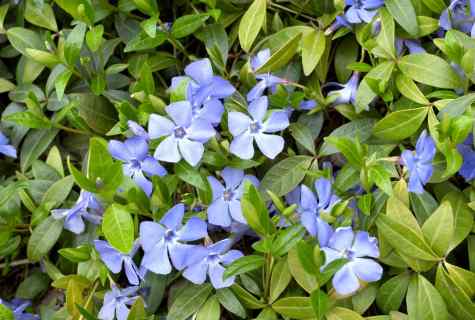 How to take care of window plant periwinkle