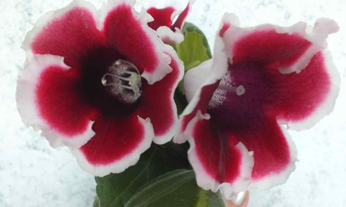 How to replace gloxinia