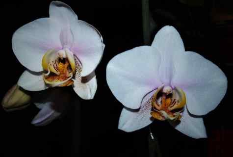 Phalaenopsis diseases as result of the wrong leaving